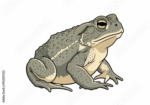 Detailed illustration of a gray toad with spotted skin and large eyes.