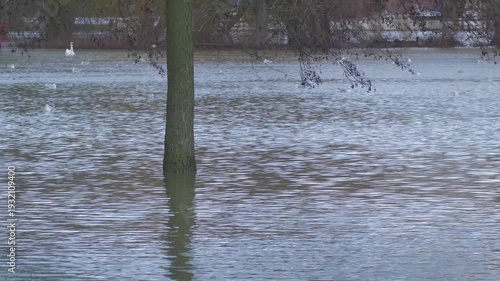 tree in middle of flooded city park, water flowing around tree trunk, gulls and swan in distant background