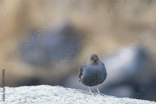 American Dipper