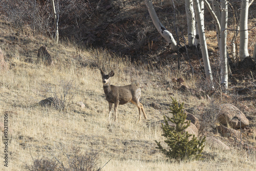 Mountain Deer