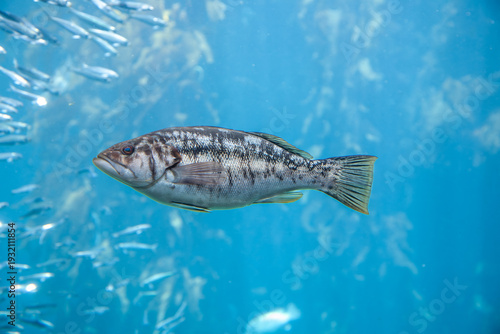 Wallpaper Mural persch swimming in the ocean Torontodigital.ca