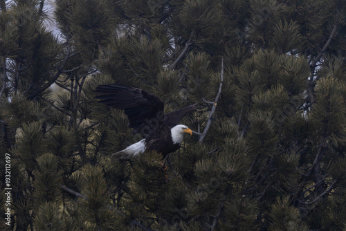 Bald Eagles Nest