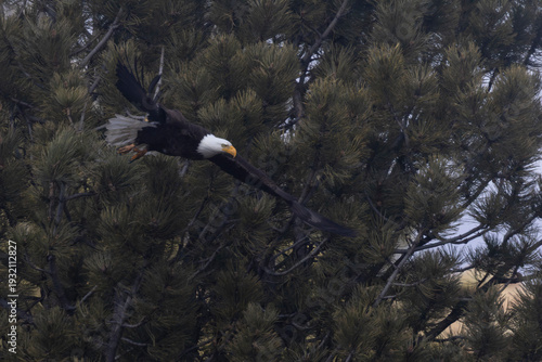 Bald Eagles Nest