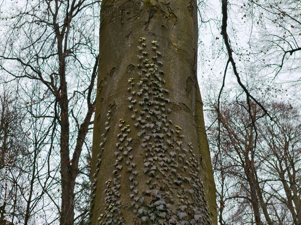 Fototapeta premium Detailed view of beech tree bark fungi. Close examination of beech trunk with fungi and lichen