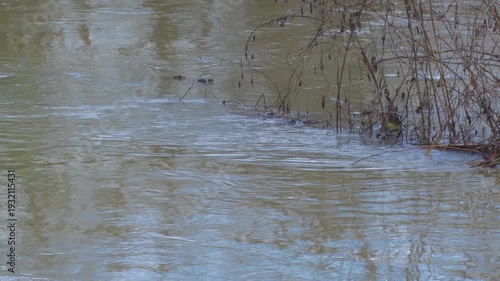 close up, fast moving flood water swirls around vegetation shrub. brown mud silt