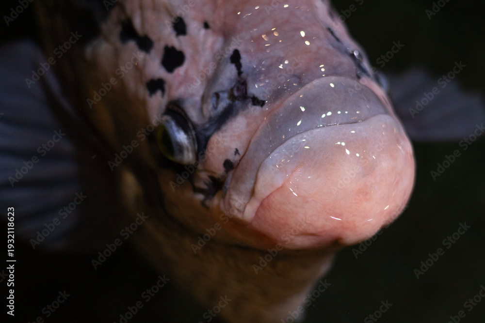 Fototapeta premium Detailed macro close-up of koi carp face underwater. Texture, scales and natural aquatic background with shallow depth of field