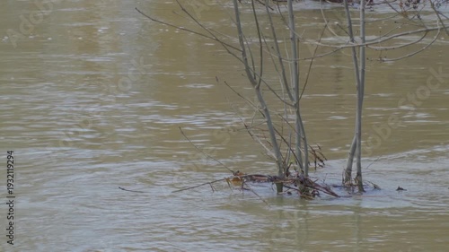 fast flowing flooded river water, brown muddy water. moving around submerged vegetation plants, close up