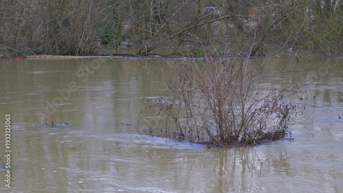Submerged shrub in middle of flooded river, fast flowing muddy brown water, swirling currents and eddies, trees and residential buildings in background