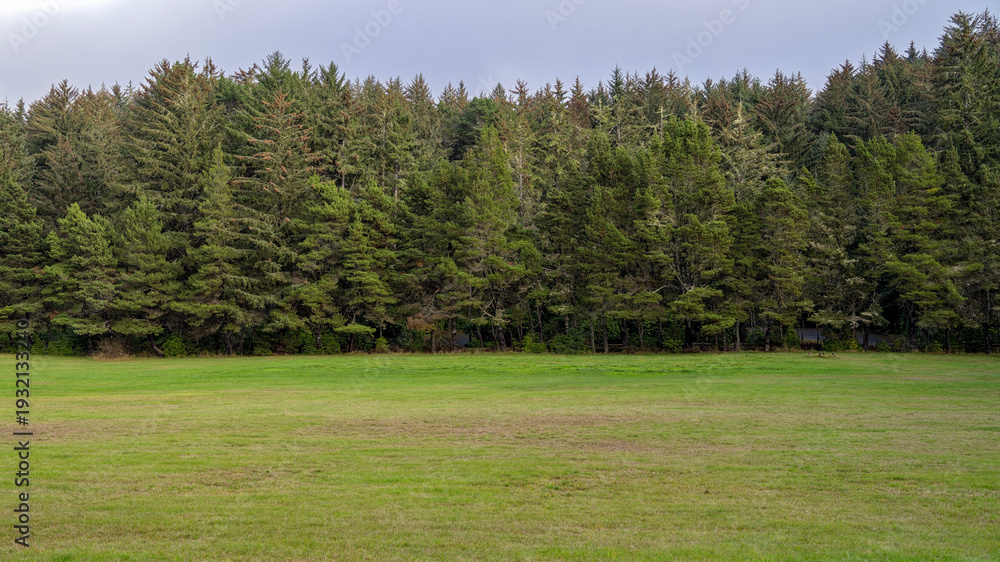 Αυτοκόλλητο Panorama of a grassy meadow bordering a pine forest