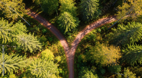 Aerial View of Forest with Dirt Road Intersection and Lush Green Trees