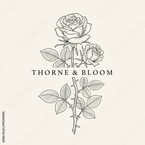 Elegant Rose Illustration with Brand Name Thorne and Bloom.