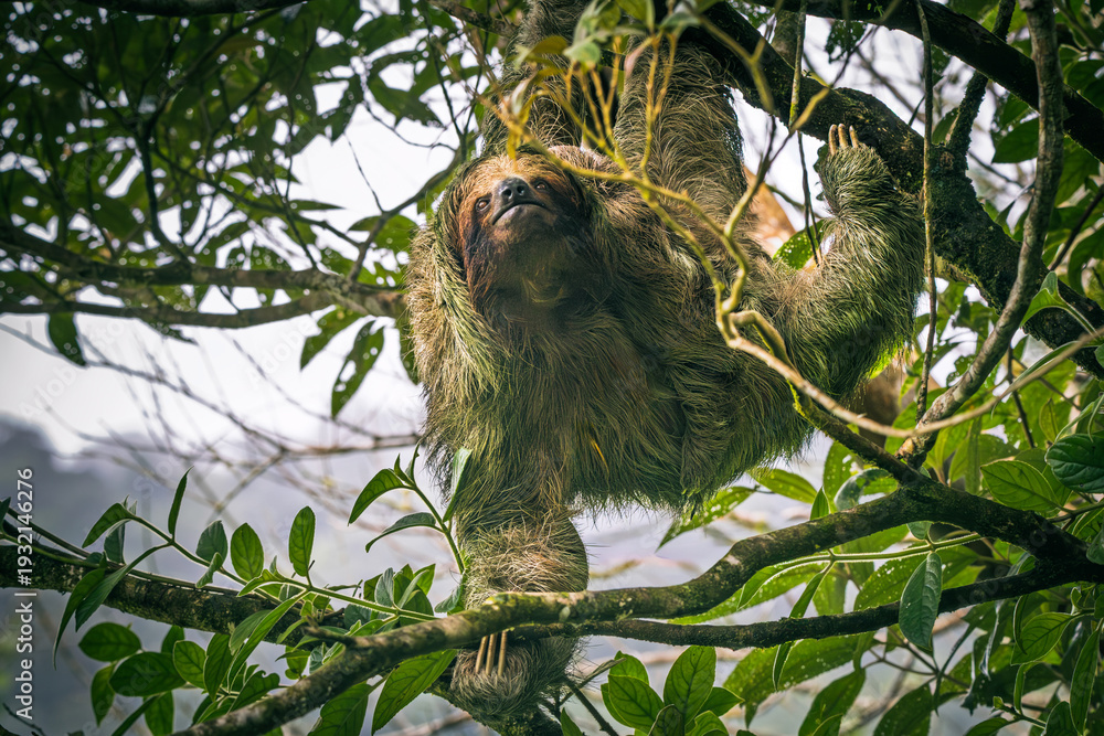 Obraz premium A three-toed sloth (Bradypus variegatus) in its natural habitat, hanging calmly from a tropical rainforest canopy in Costa Rica.