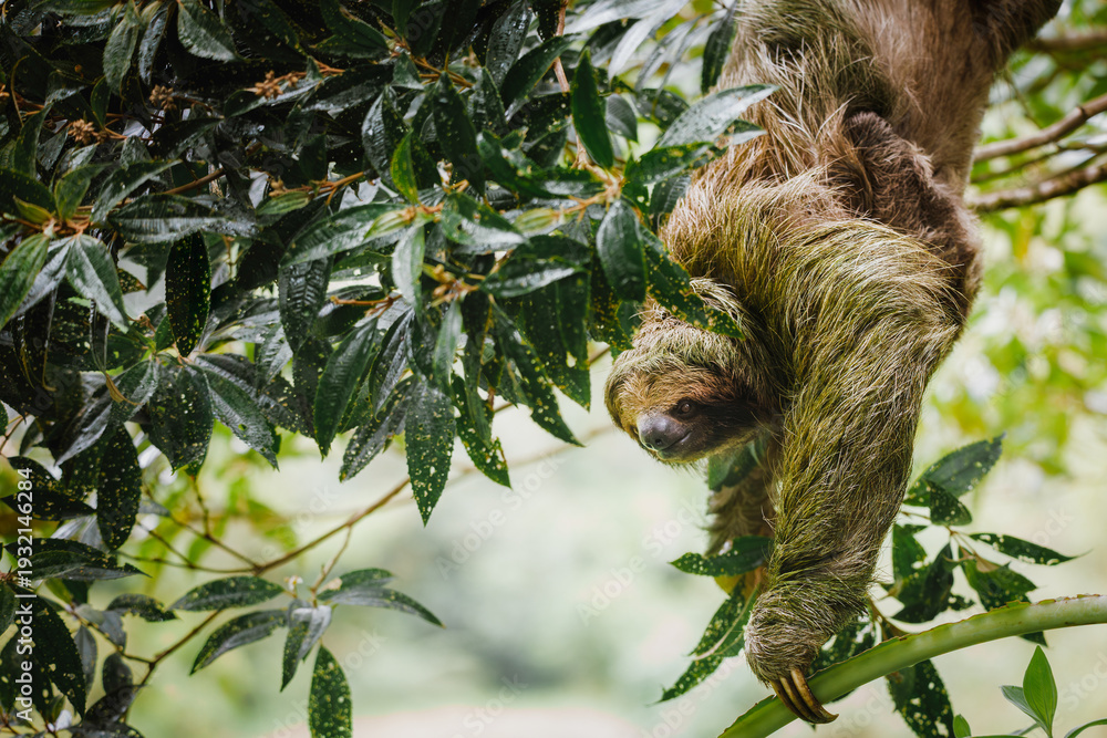 Obraz premium A three-toed sloth (Bradypus variegatus) in its natural habitat, hanging calmly from a tropical rainforest canopy in Costa Rica.