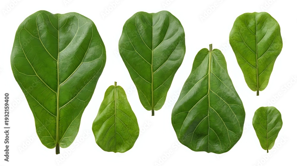 Fototapeta premium Fresh green fiddle leaf fig foliage collection isolated on white background for botanical design projects and natural decor elements.