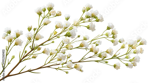Wallpaper Mural baby's breath flowers with branching stems background isolated on a Transparent background, PNG file. Torontodigital.ca
