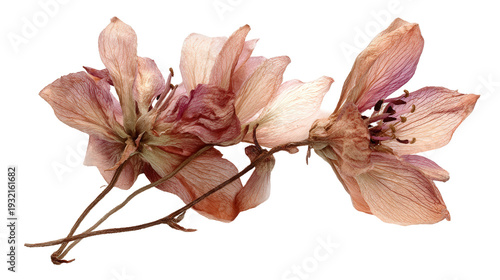 Wallpaper Mural botanical detail with no additional elements background isolated on a Transparent background, PNG file. Torontodigital.ca