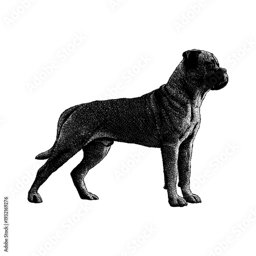 Hand-drawn vector illustration of a Mastiff Mix dog in side profile, featuring strong muscular build and realistic fur texture. Black and white vintage engraving style, isolated on light background.