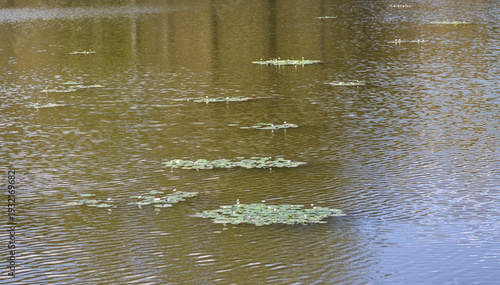 water drops on the surface of the water