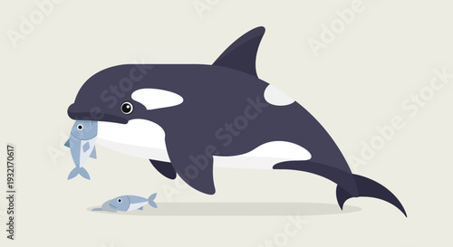 Cartoon orca whale eating fish in vector style; killer whale with prey in mouth; cute marine animal on beige backdrop for kids design