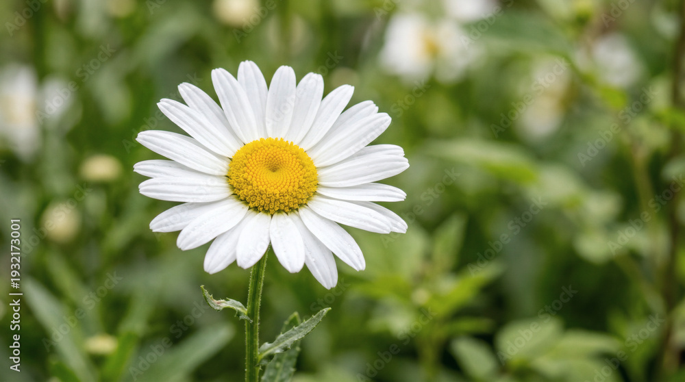 Fototapeta premium Single white daisy flower with yellow center in green garden