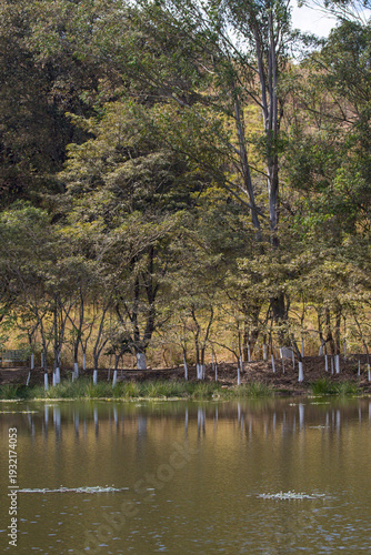 lake in the park