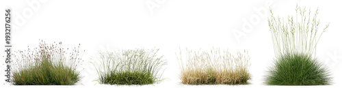 realistic photograph of four isolated dry grass bushes. showcasing natural textures, varied colors, for landscape design.