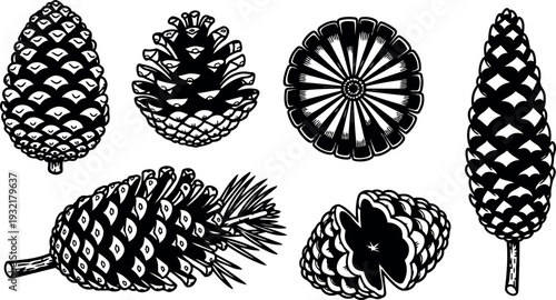 Line art close up pine cones and cone cross sections arranged in botanical study composition black and white engraving style