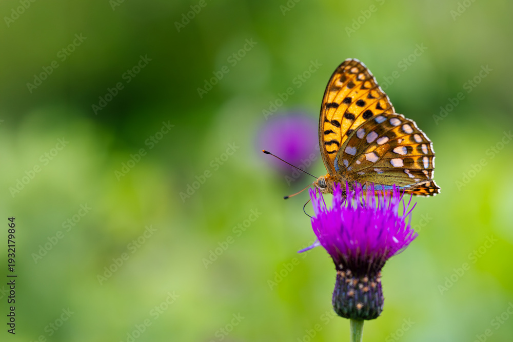 Obraz premium ヒョウモンチョウとアザミ