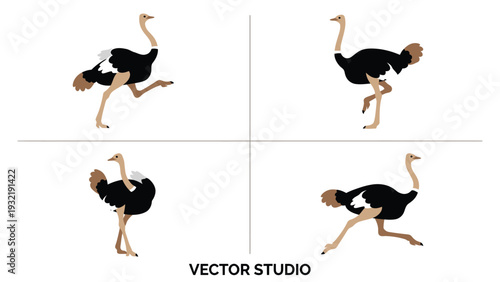 Ostrich Vector Illustration Set: Running, Walking, Standing Poses for Animation & Design