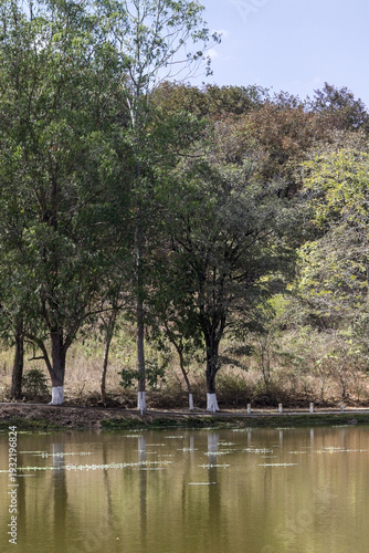 trees in the park