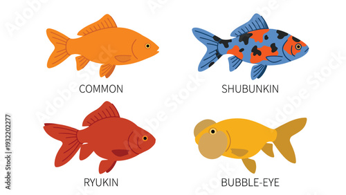 Goldfish Varieties Illustration Set: Common, Shubunkin, Ryukin, and Bubble-Eye Fish Types