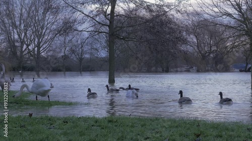 mute swans (Cygnus olor) and canada geese (Branta canadensis) around grass edge of winter flooded park