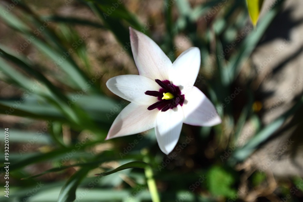 Fototapeta premium ハナニラの花