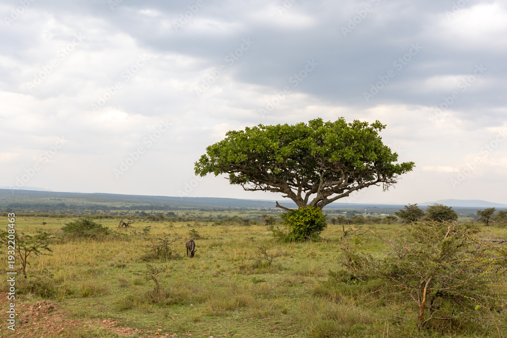 Naklejka premium Desert Date tree in the savannah of the Masai Mara National Park in East Africa Kenya KEN