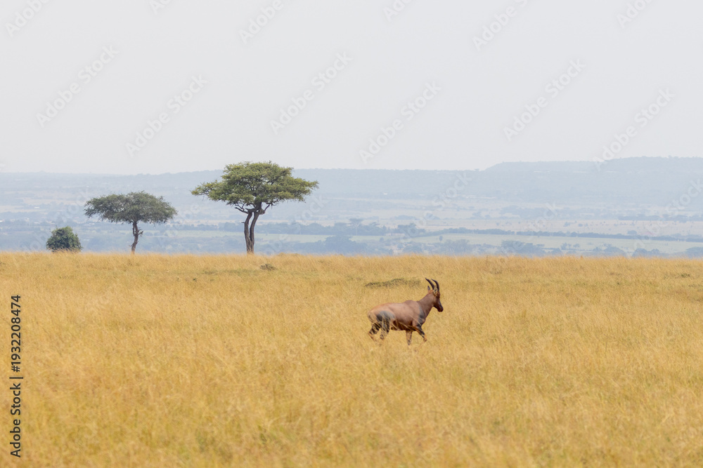 Fototapeta premium Topi antelope running in front of desert date trees in the Masai Mara National Park in East Africa Kenya KEN