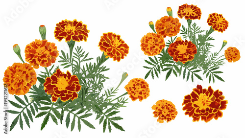 A vibrant collection of orange and red marigold flowers with green foliage