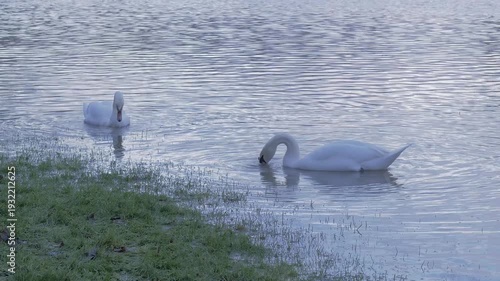 pair of mute swans (Cygnus olor) foraging feeding along grassy edge of flooded park, winter afternoon light