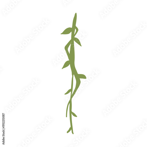 Hand-Drawn Jungle Vines Illustrations