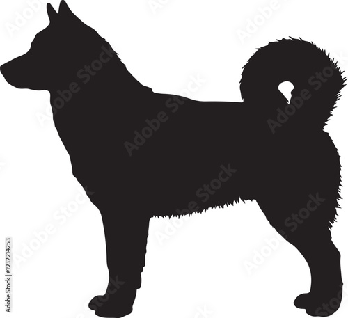 Alaskan Malamute in silhouette white backgruond.