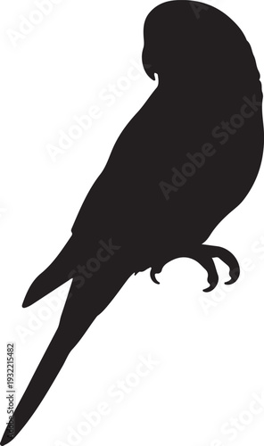 Budgerigar in silhouette on white background.