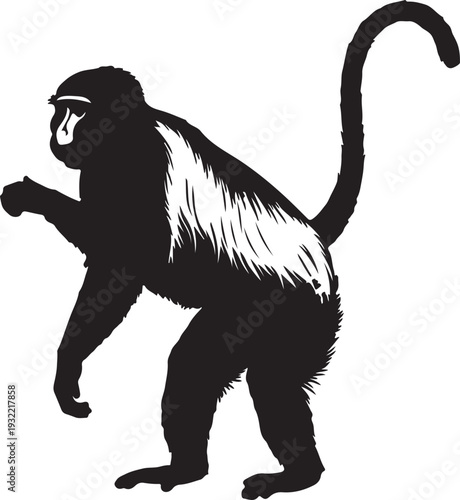 Photography Colobus monkey in style in silhouette white backgruond