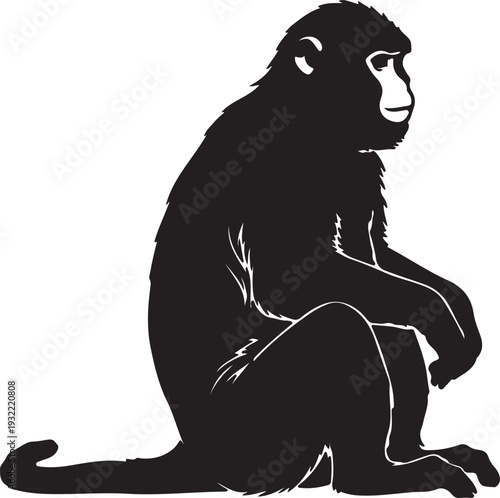 Golden snub-nosed monkey in silhouette white backgruond۔