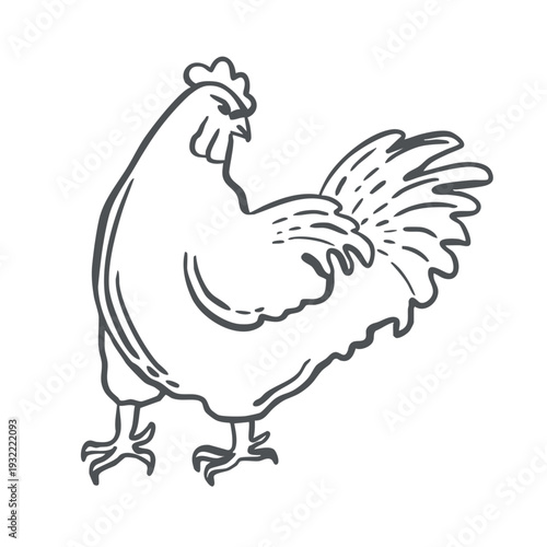 Rooster vector graphic illustration for the design of farming and zoological themes. Whimsical hand drawn isolated poultry. Black and white doodle of bird for organic products packaging, sticker.