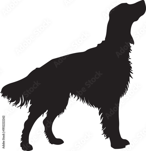Irish Setter in silhouette white backgruond.