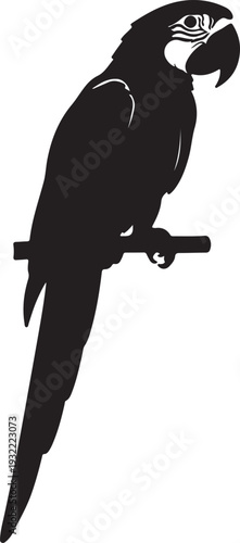 Macaw Parrot in silhouette on white background..