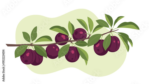 Illustration of a fruit tree branch laden with ripe dark purple plums and vibrant green leaves on a soft green background.