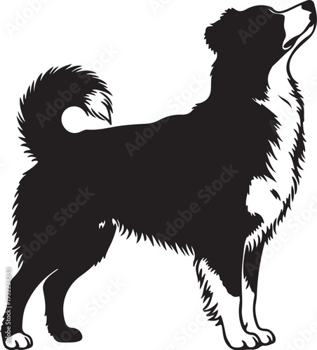  Norwegian Elkhound Shepherd in silhouette white backgruond.