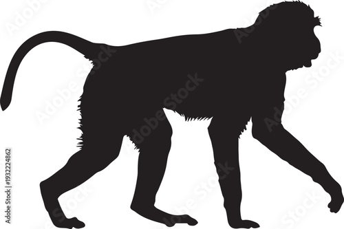  Patas monkey in style in silhouette white backgruond..
