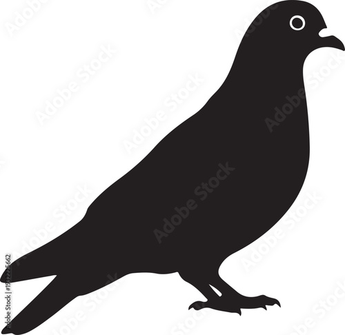 Pigeon in silhouette on white background.