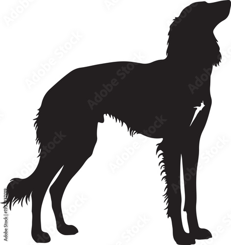 Saluki in silhouette white backgruond.